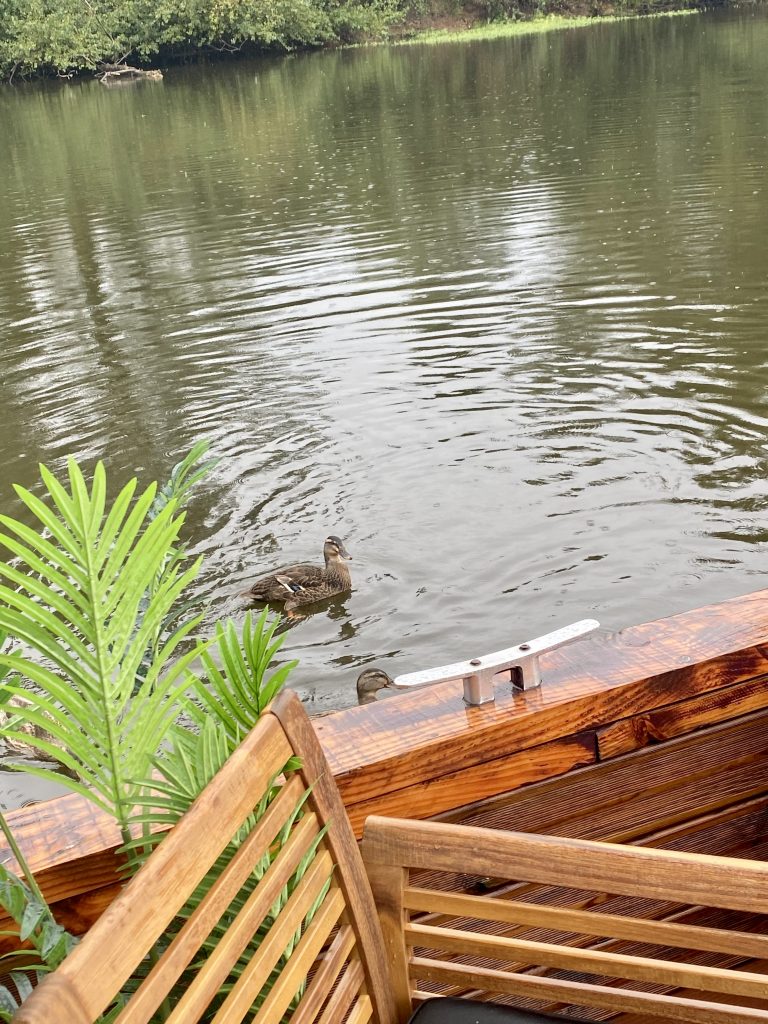 touespa4 Hébergement insolite en Auvergne : une cabane sur leau avec des canards paisibles.