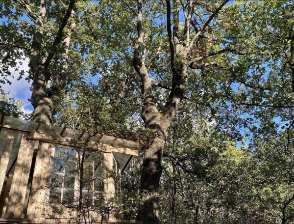 Cabane perchée dans les arbres, entourée de feuillage verdoyant et ciel bleu.