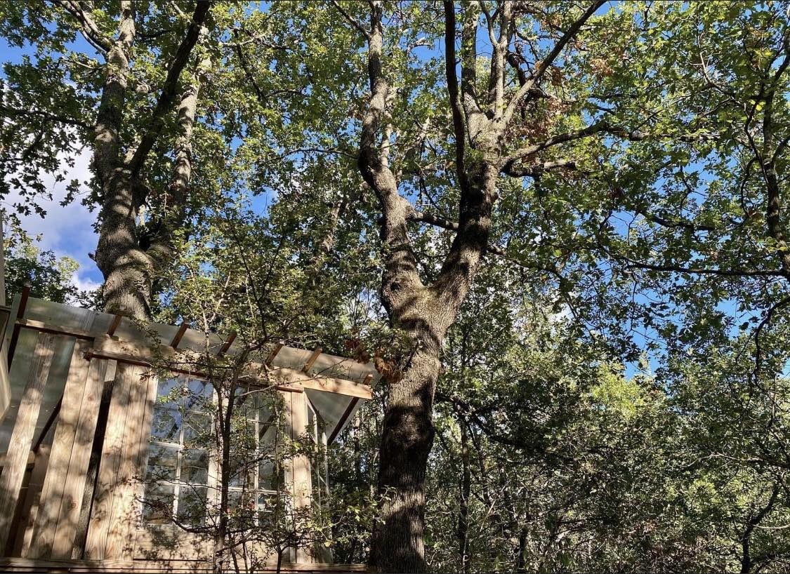 Cabane perchée dans les arbres, entourée de feuillage verdoyant et ciel bleu.