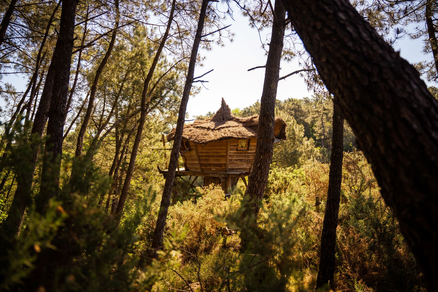 Le Pertuis du Rofo La Vilaine (1) Cabane perchée en Bretagne, entourée de pins, avec un toit en chaume.