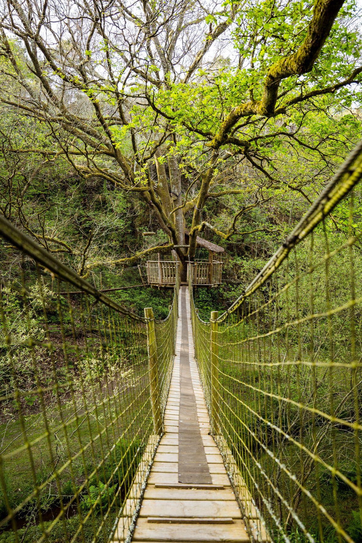 Le Pertuis du Rofo le Foleux (2) Cabane dans les arbres en Bretagne, accessible par un pont suspendu verdoyant.