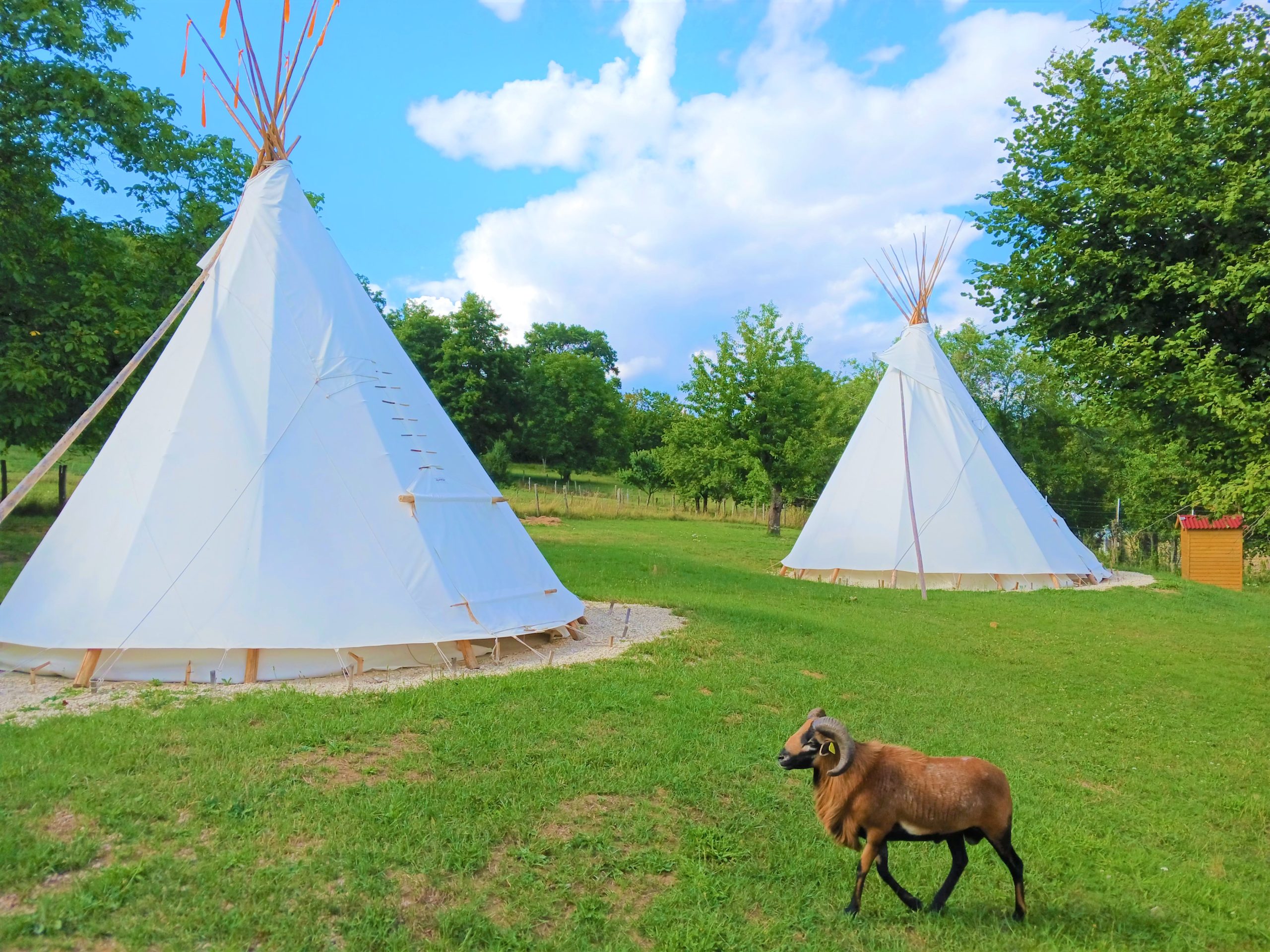 Tipis blancs en pleine nature, avec un mouton paissant à proximité.