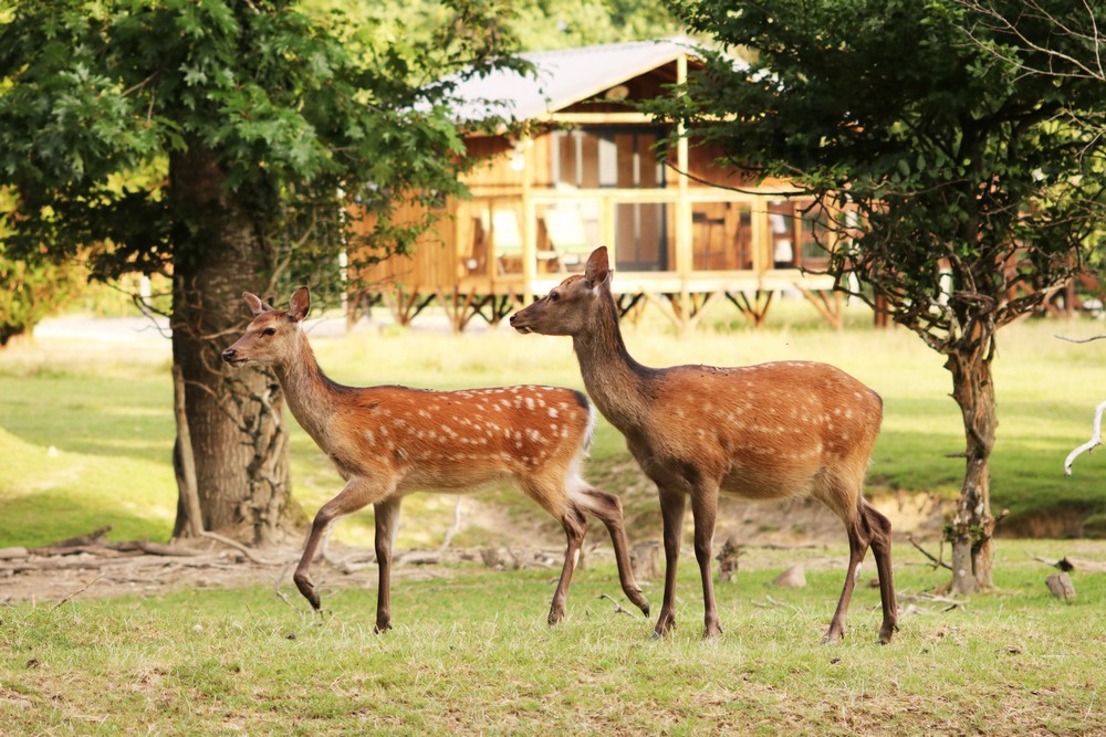 cabane dans parcs animaliers réduite