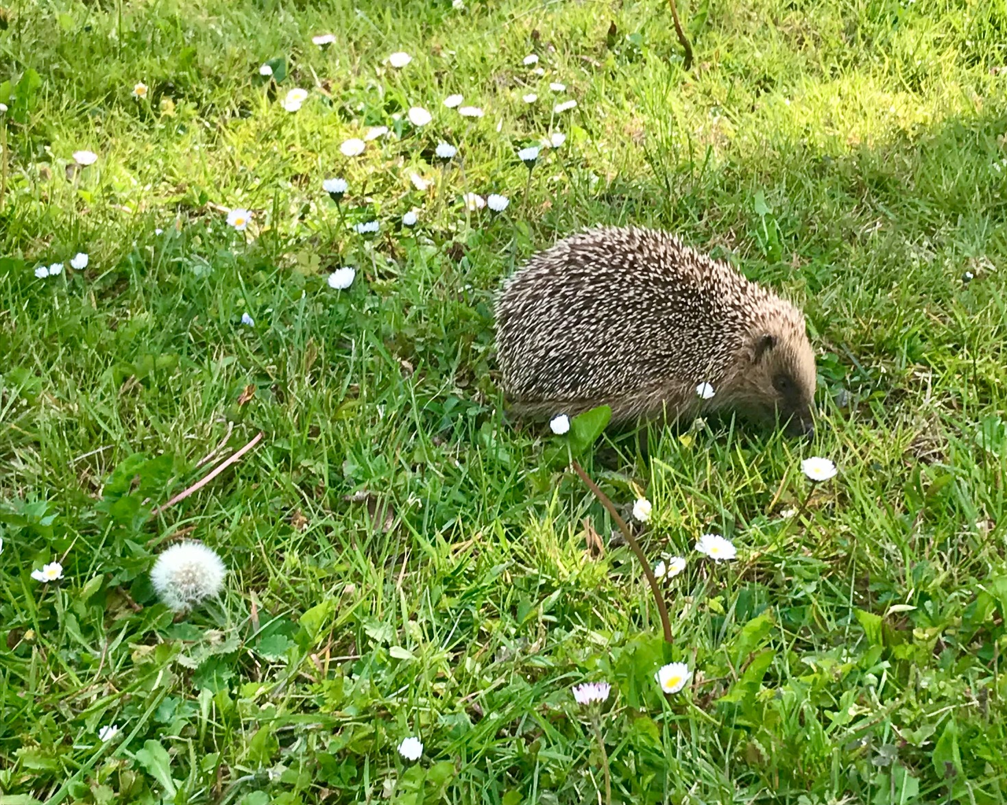 IMG_3510 Hébergement insolite en Auvergne-Rhône-Alpes, avec un hérisson sur une pelouse fleurie.
