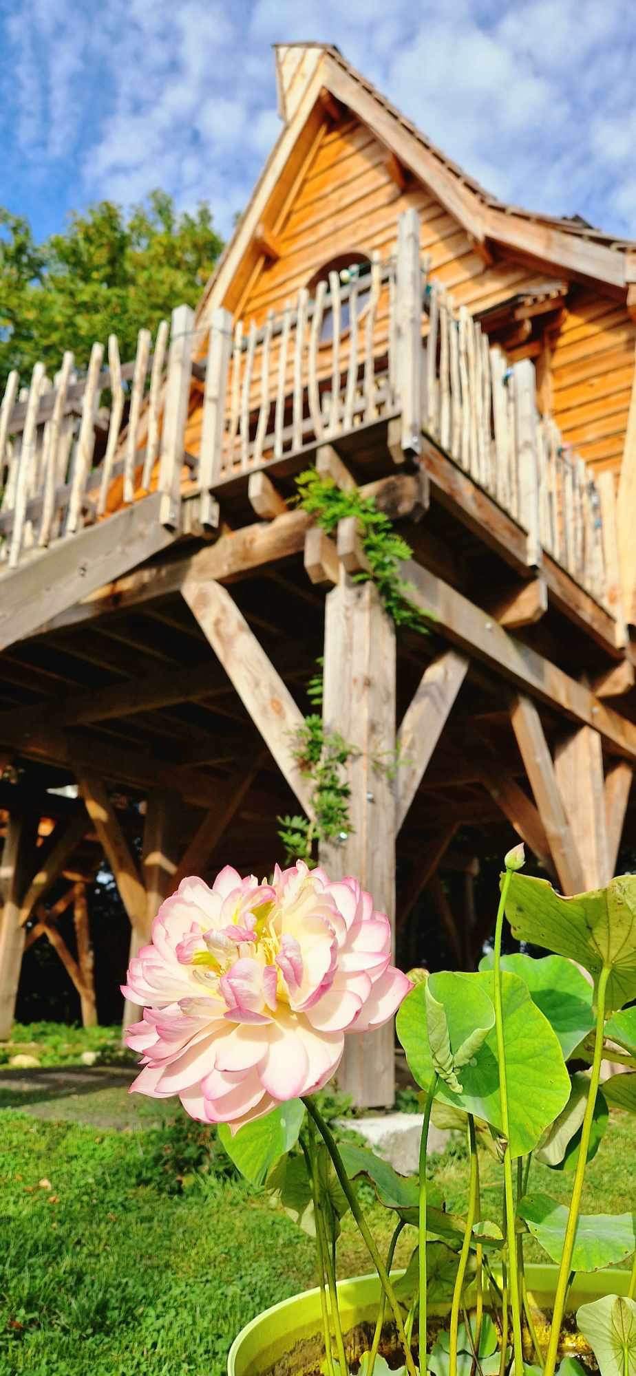 IMG_3747 Cabane en bois sur pilotis en Bretagne, avec une fleur de lotus en premier plan.