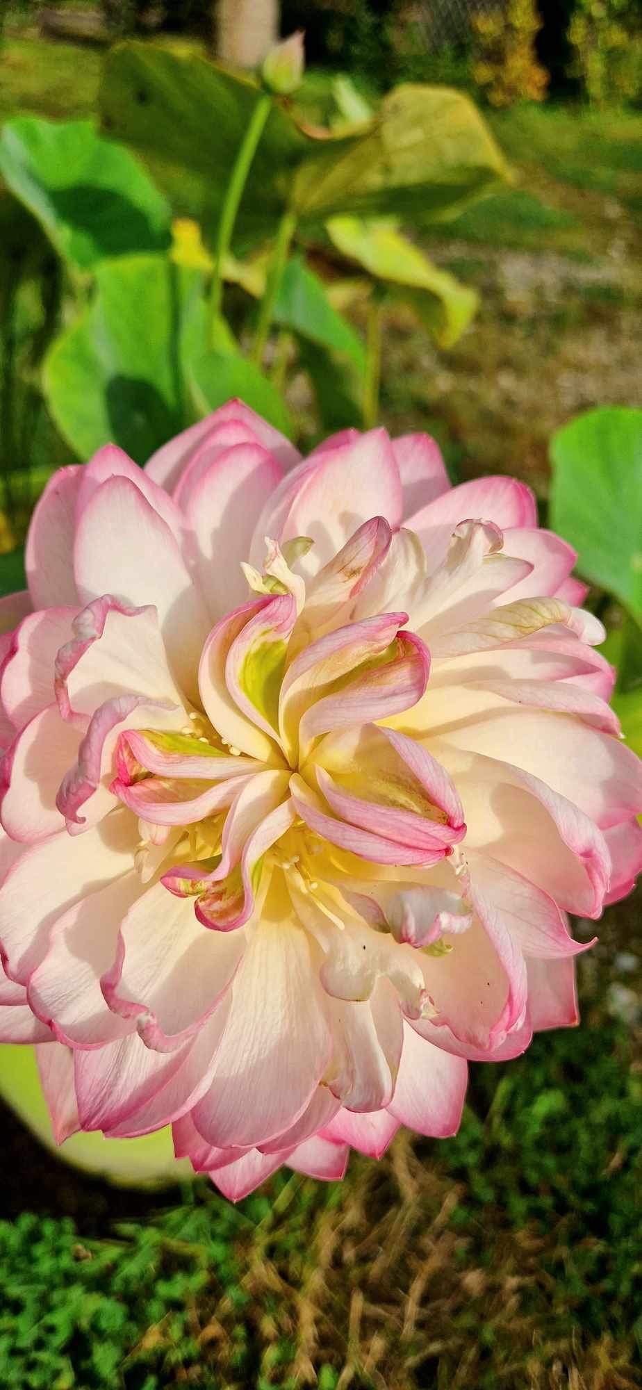 IMG_3749 Hébergement insolite en Bretagne : un lotus délicat aux pétales roses et blancs.