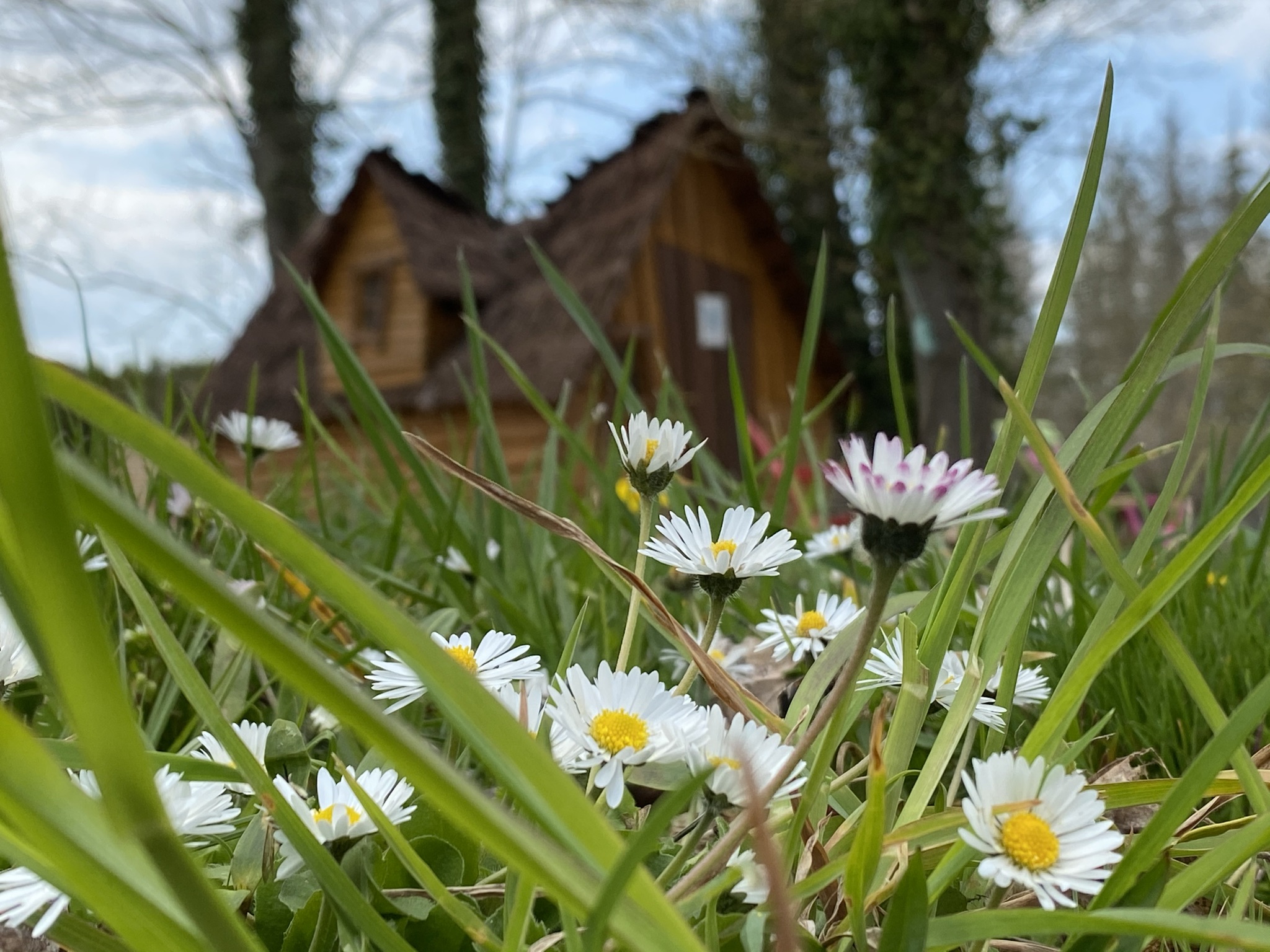 IMG_4684 Hébergement insolite en bois avec toit de chaume, entouré de fleurs sauvages.