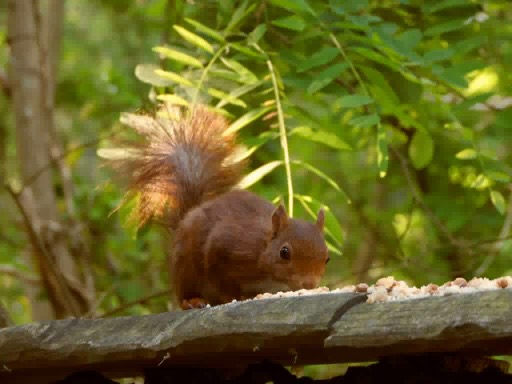 IMG_4340 Hébergement insolite en Centre : cabane dans les arbres, entourée de verdure luxuriante.