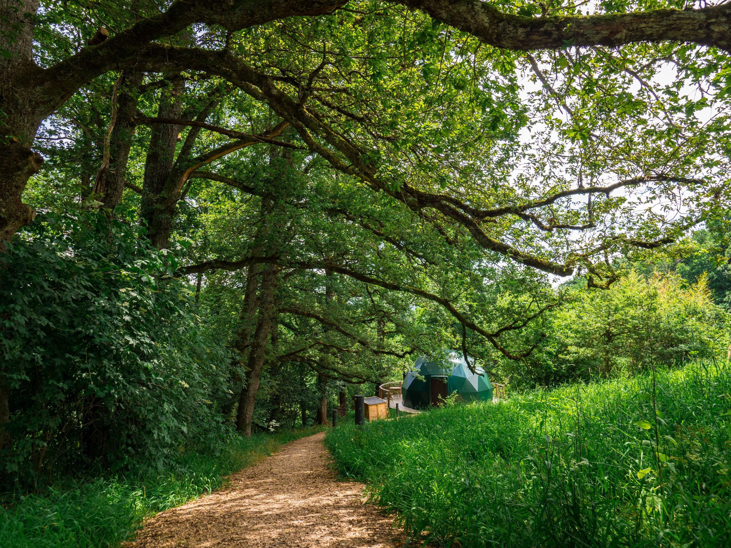 P6190076 Yourte écologique nichée dans la verdure, entourée darbres majestueux.