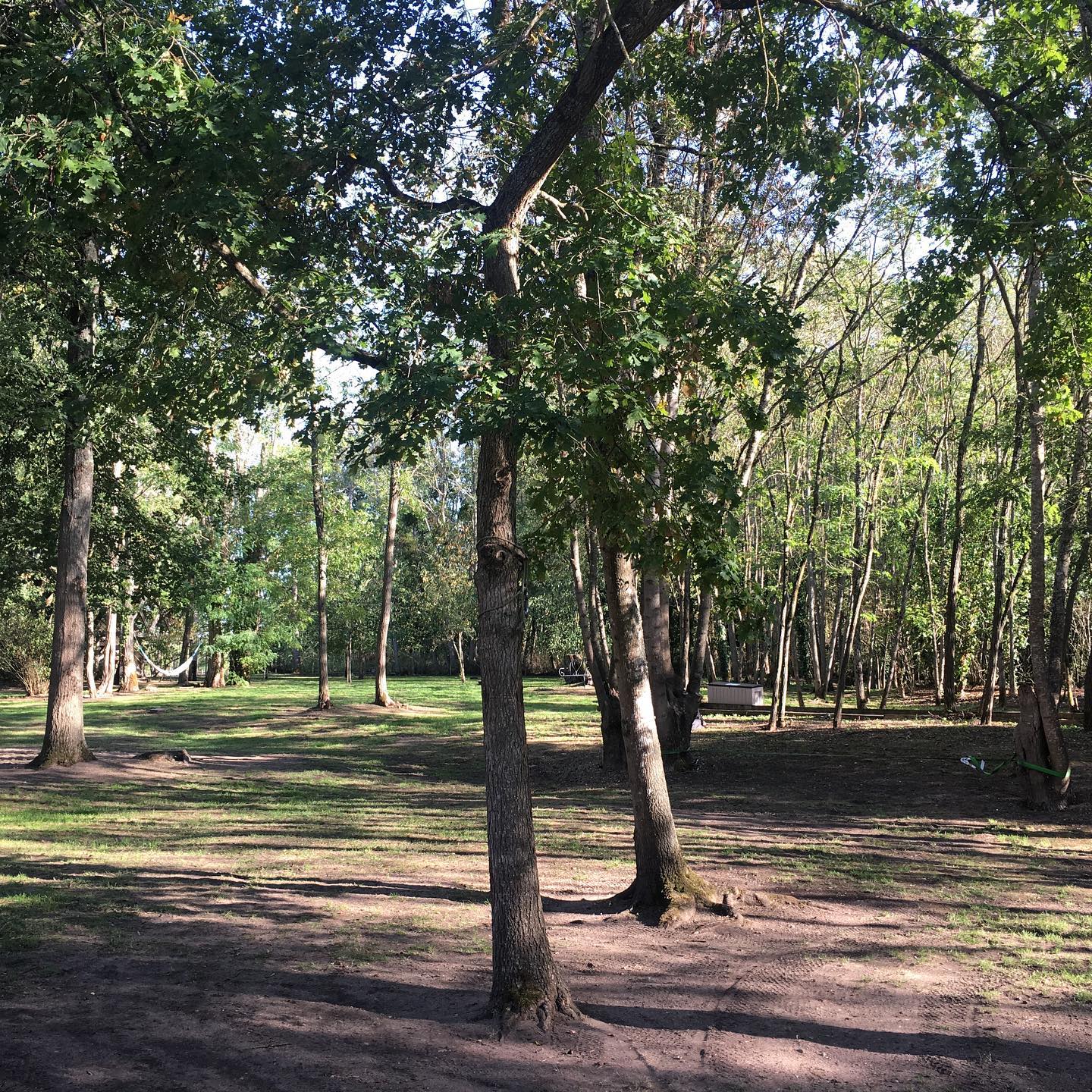 parc Hébergement insolite en pleine nature, entouré darbres verdoyants et dun sol sablonneux.