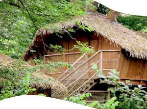 Cabane dans les arbres avec toit de chaume, nichée au cœur de la forêt verdoyante.