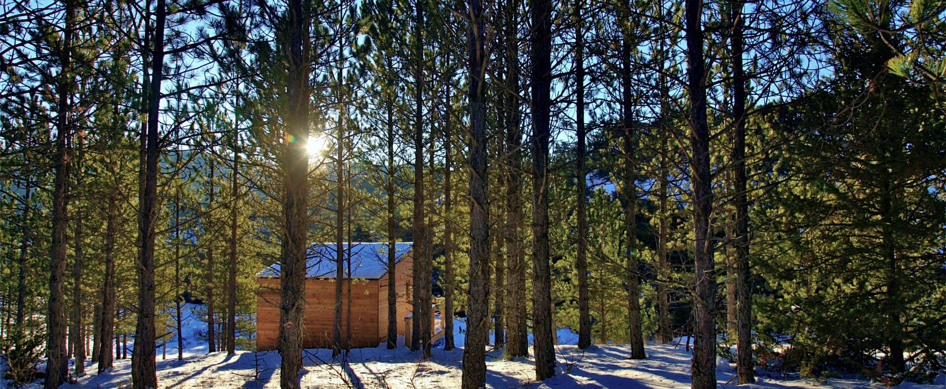 Cabane en bois nichée parmi les pins, baignée de lumière au cœur de la nature.
