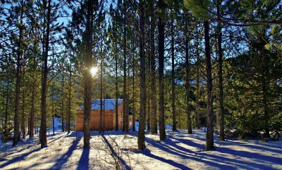 Cabane en bois nichée parmi les pins, baignée de lumière au cœur de la nature.