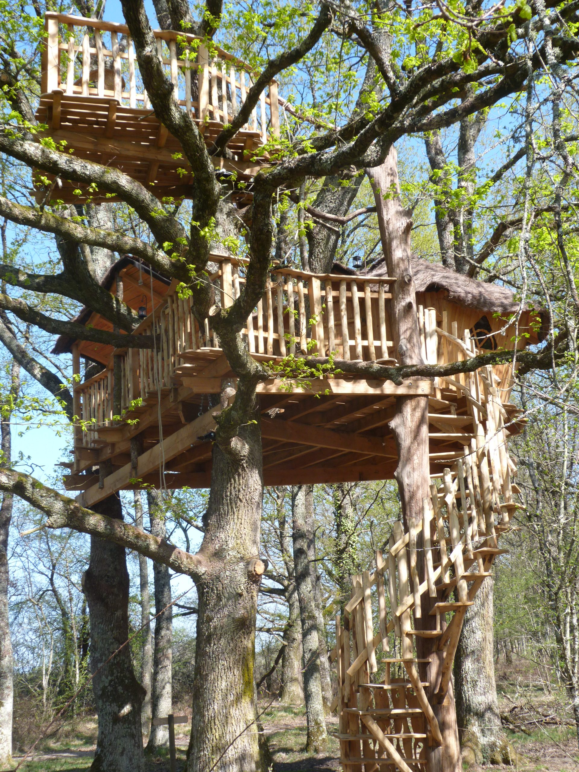 P1040994 Cabane dans les arbres à Centre, perchée entre les branches avec un escalier en bois.