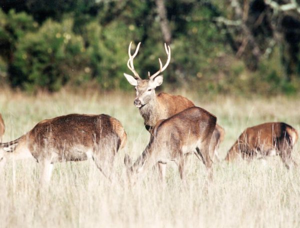 cabanes-chanteclair-notre-domaine-biches-4