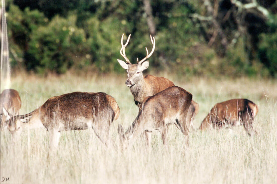 cabanes-chanteclair-notre-domaine-biches-4