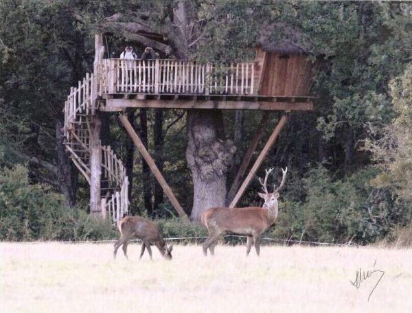 cabanes-chanteclair-notre-domaine-cerf-5