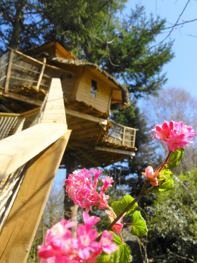 Ar-Maen-et-les-cassis-fleurs Cabane dans les arbres en Bretagne, perchée au milieu de fleurs colorées.