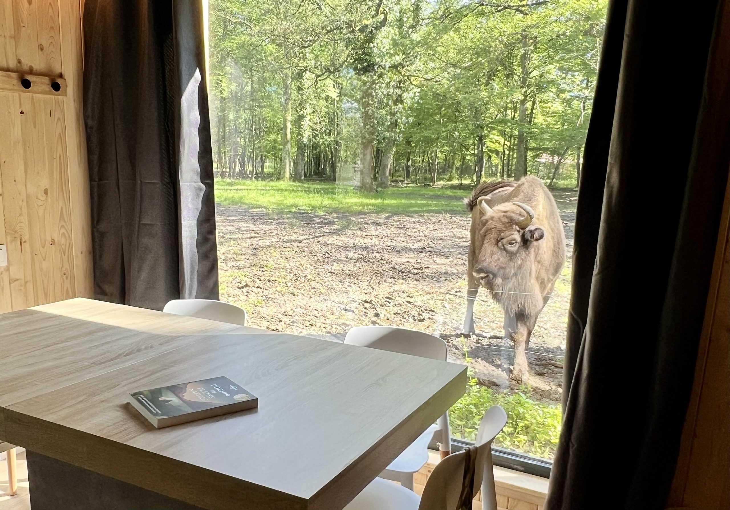 Cabane Clairière domaine de la dombes (17) Hébergement insolite en Auvergne-Rhône-Alpes avec vue sur une vache à travers la fenêtre.