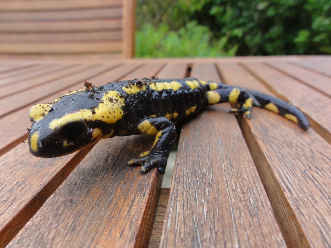 DSC01414-scaled-e1627464452439 Hébergement insolite en Bretagne : cabane en bois avec salamandre colorée sur la terrasse.
