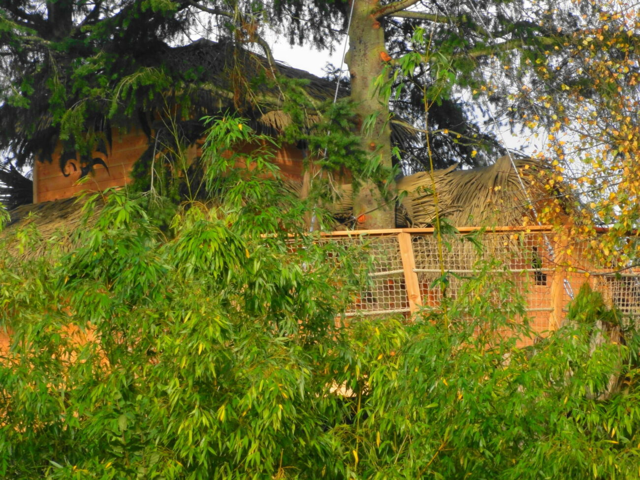 DSC01473-2-scaled-e1627464460765 Cabane perchée en Bretagne, entourée de verdure et de bambous.
