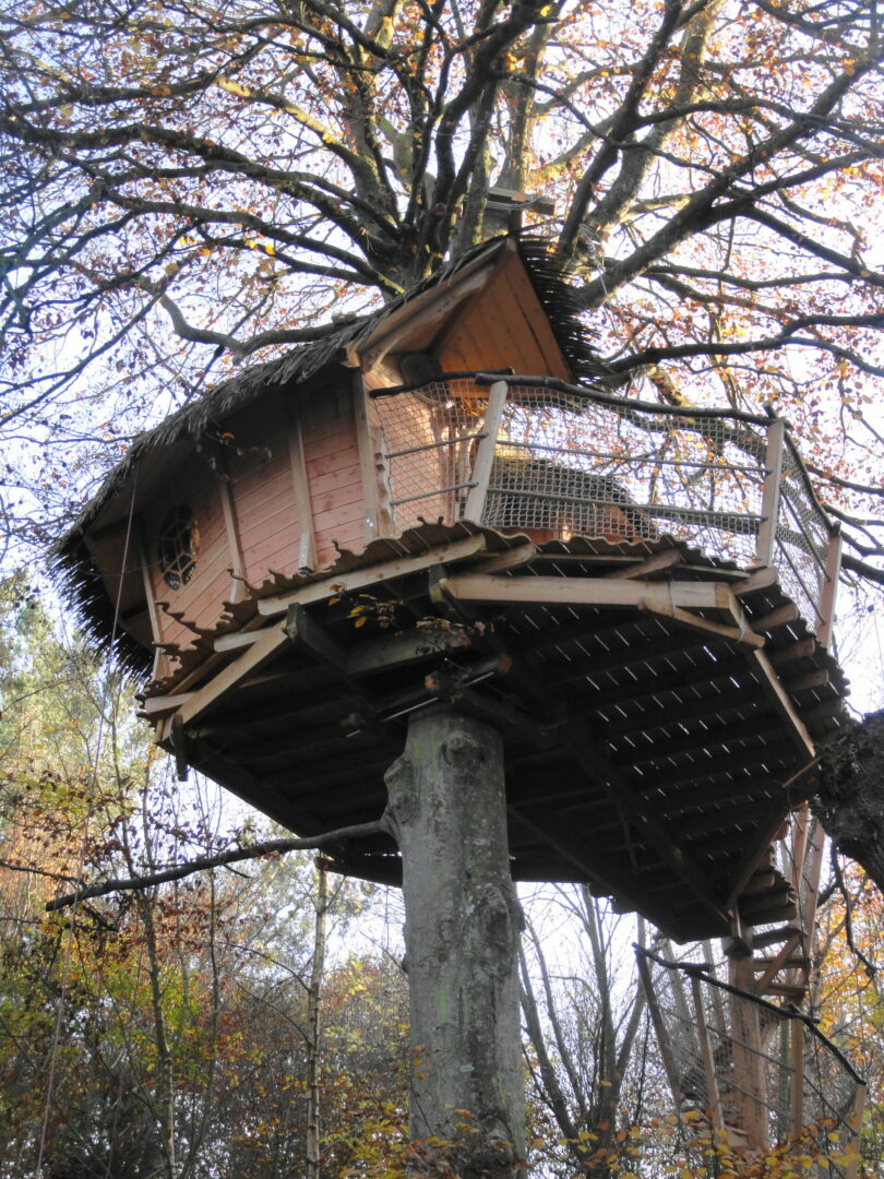 Gunnera3 Cabane perchée dans un arbre en Bretagne, entourée de feuillage automnal.