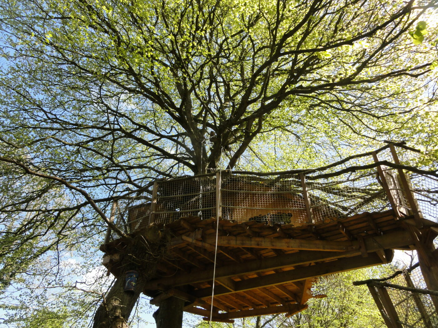 Gunnera8 Cabane dans les arbres en Bretagne, perchée au cœur dun feuillage verdoyant.