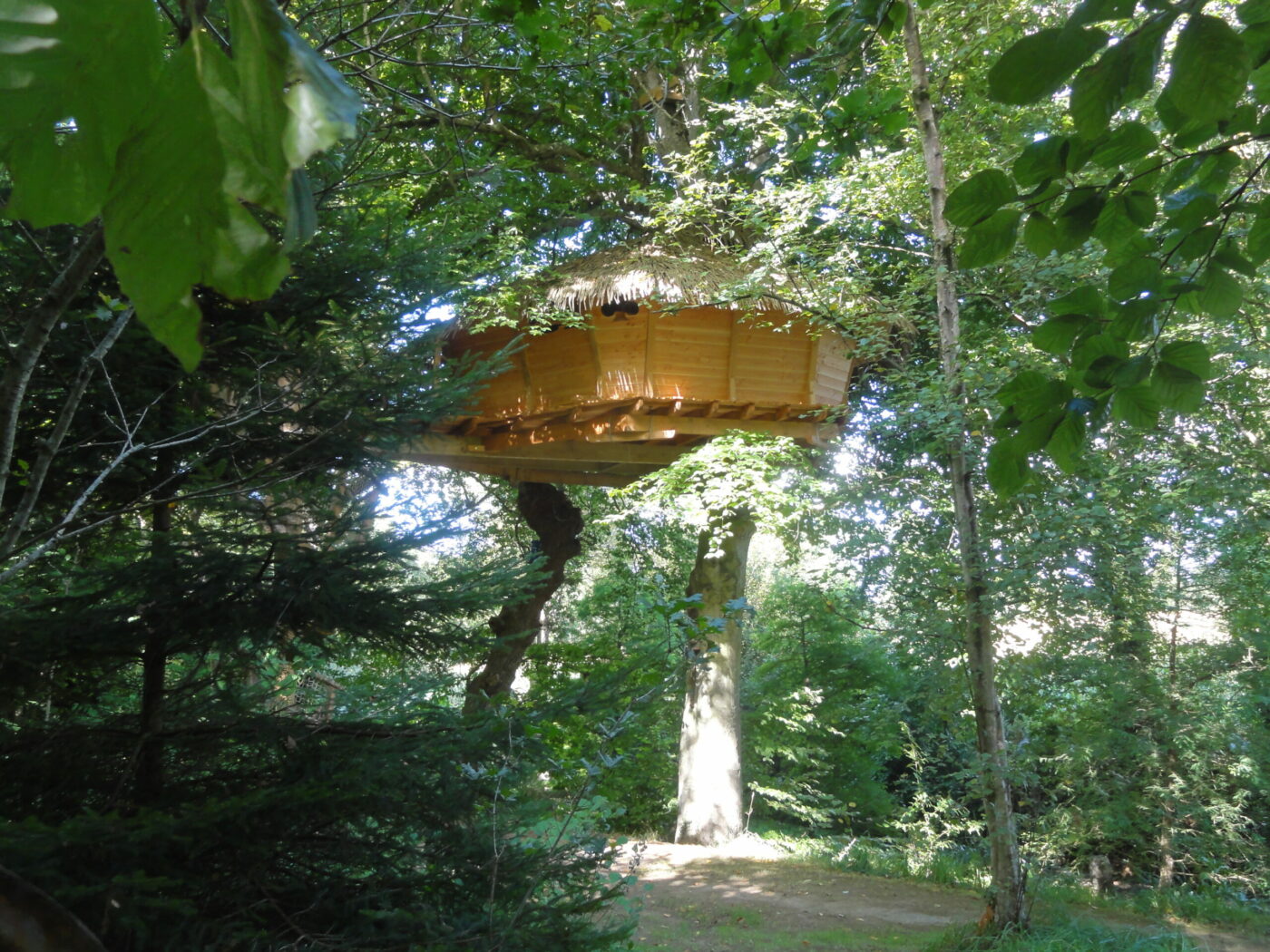 Gunnera9 Cabane perchée dans les arbres en Bretagne, entourée de verdure luxuriante.