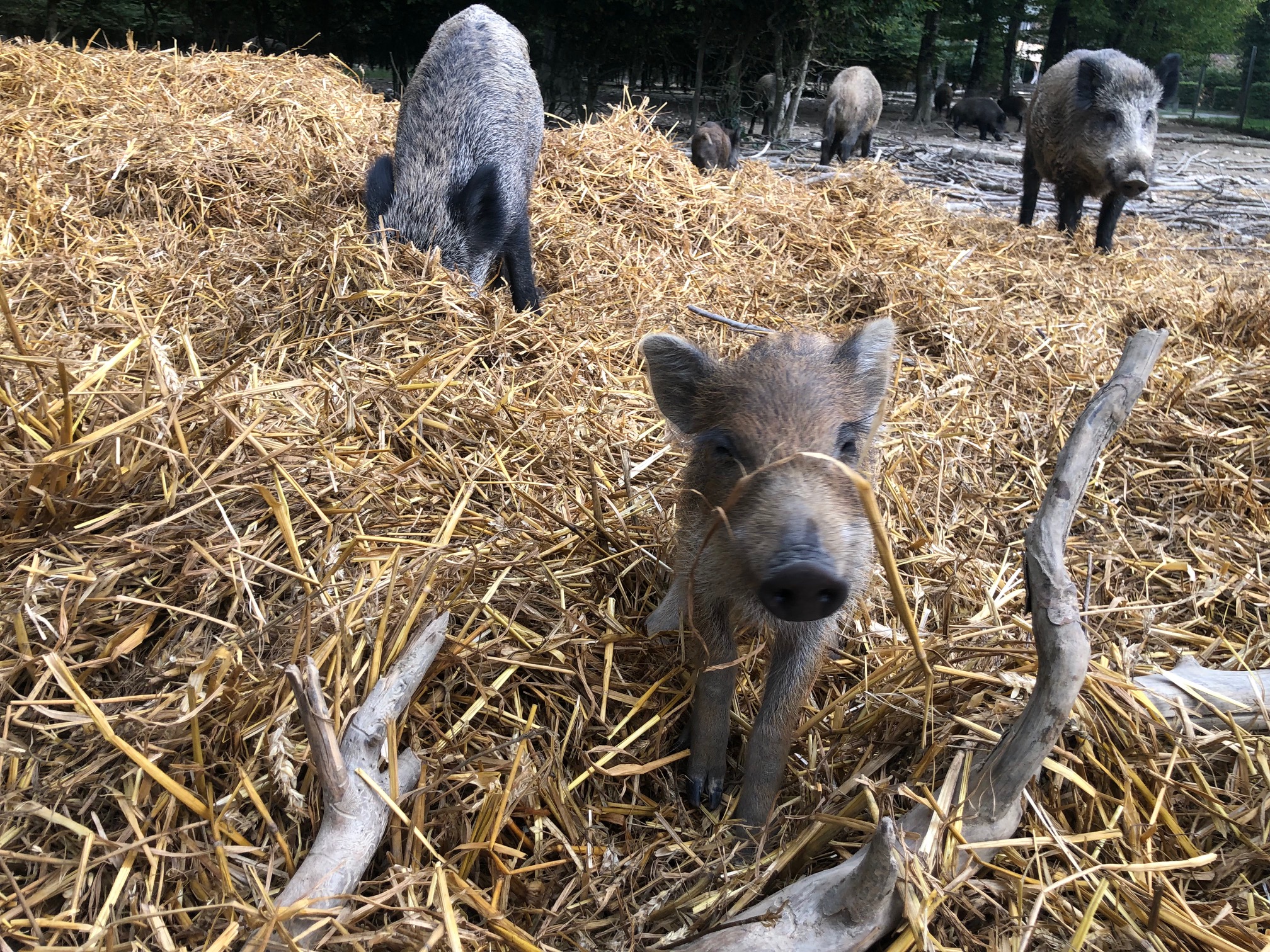 IMG_7720 Hébergement insolite en Auvergne-Rhône-Alpes, avec des cochons dans un champ de paille.