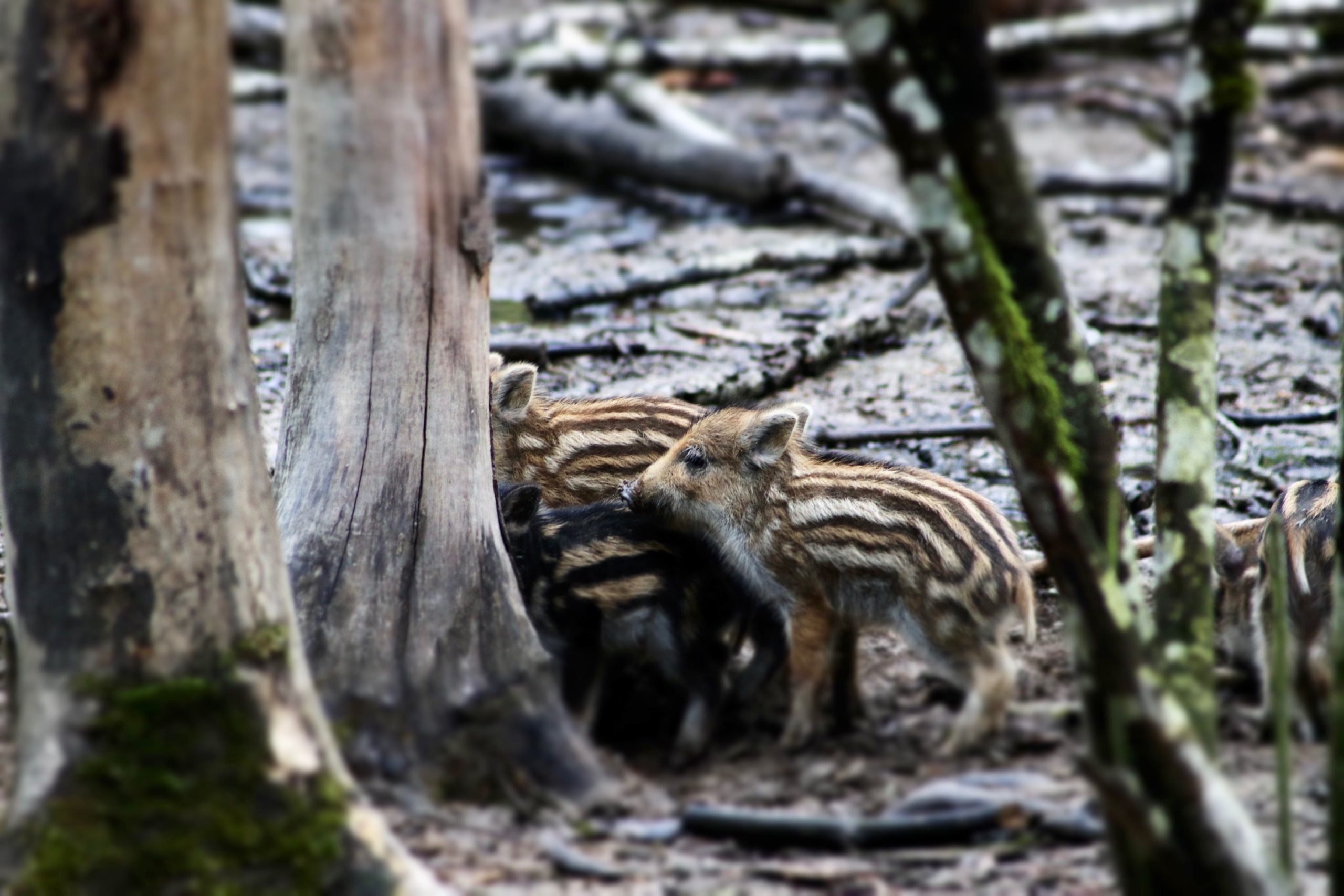 IMG_9006 Hébergement insolite en Auvergne-Rhône-Alpes, avec des petits marcassins explorant la forêt.