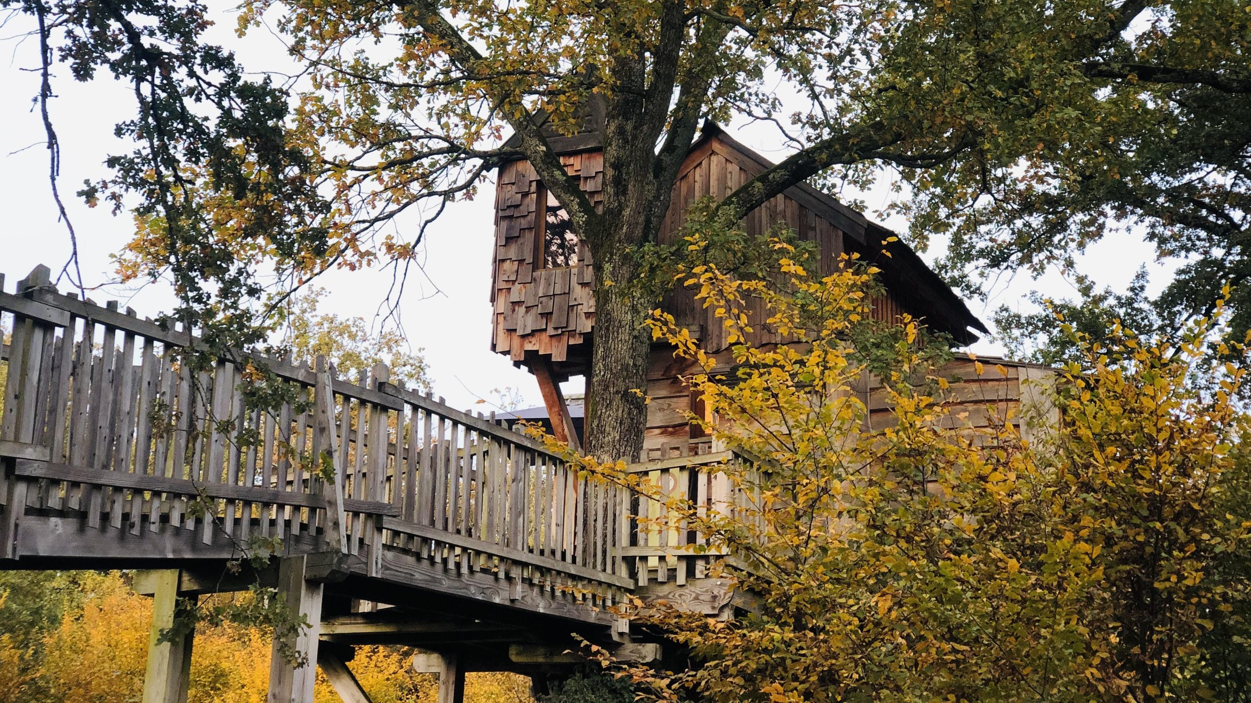 unnamed (1) Cabane perchée dans un arbre, entourée de feuillage doré en Auvergne-Rhône-Alpes.