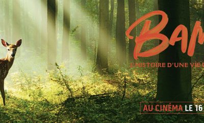 Hébergement en chalet en bois, entouré de forêts verdoyantes et de lumière naturelle.