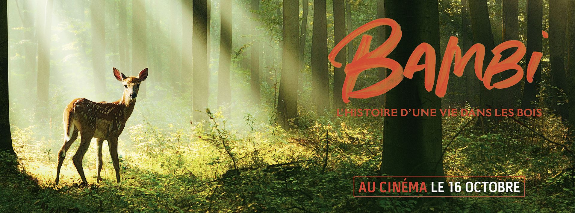 Hébergement en chalet en bois, entouré de forêts verdoyantes et de lumière naturelle.