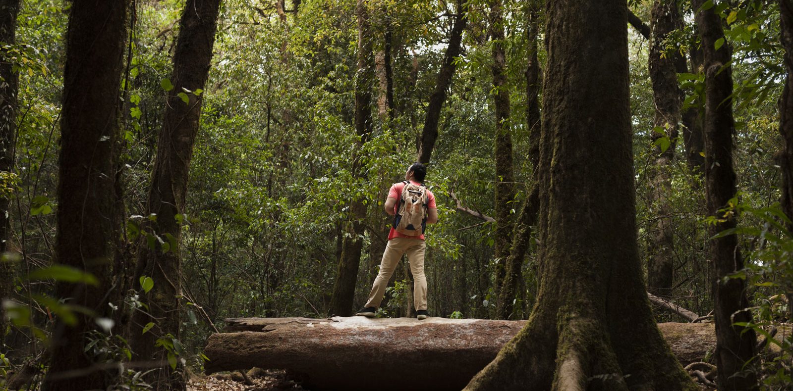 Hébergement en pleine nature, un randonneur sur un tronc darbre au milieu de la forêt.