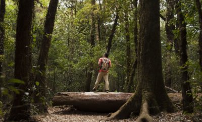 Hébergement en pleine nature, un randonneur sur un tronc darbre au milieu de la forêt.
