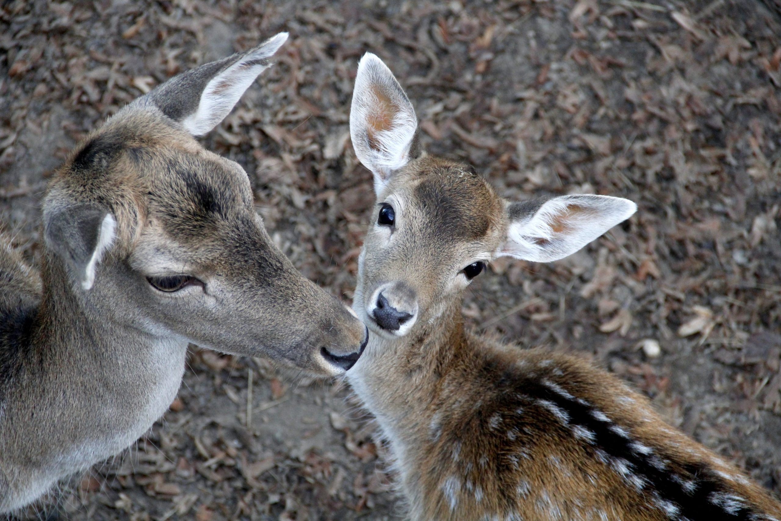 Guillaume AYMARD (1) Hébergement insolite en Auvergne-Rhône-Alpes, avec des cerfs majestueux en arrière-plan.