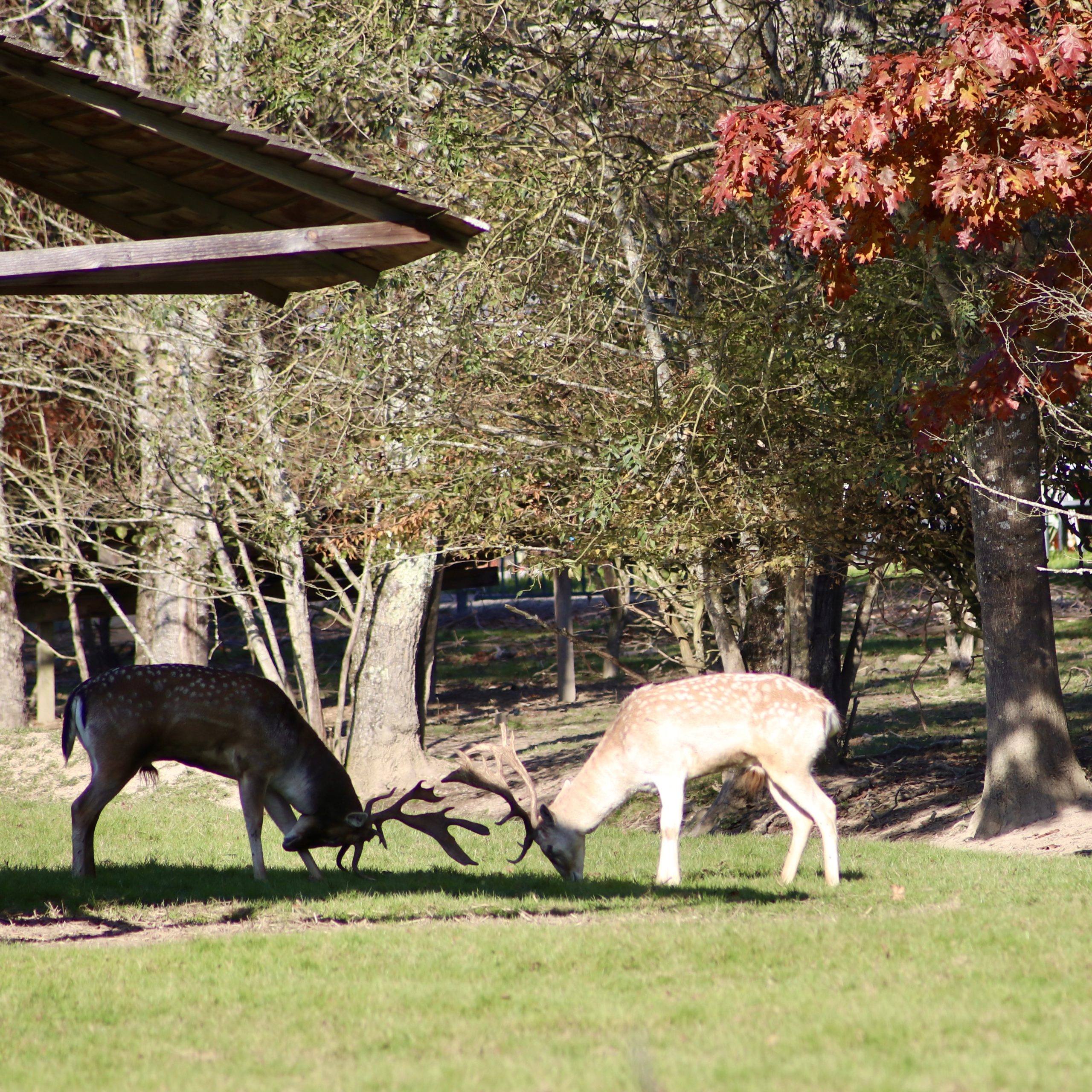 brame parc cerf Hébergement insolite en Auvergne-Rhône-Alpes, avec des cerfs majestueux dans un cadre naturel.