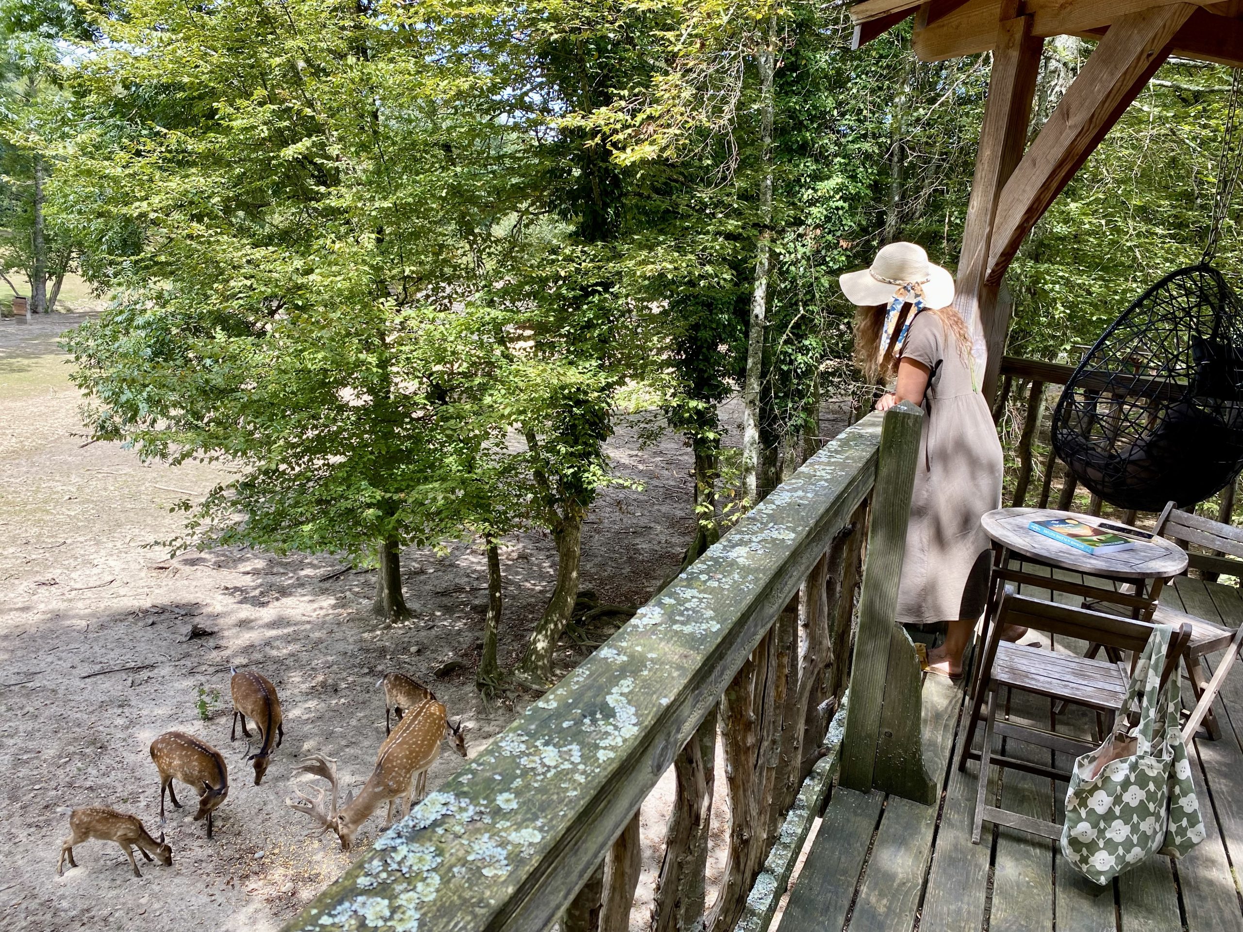 image00018 Cabane perchée en Auvergne-Rhône-Alpes, vue sur des cerfs dans la nature verdoyante.