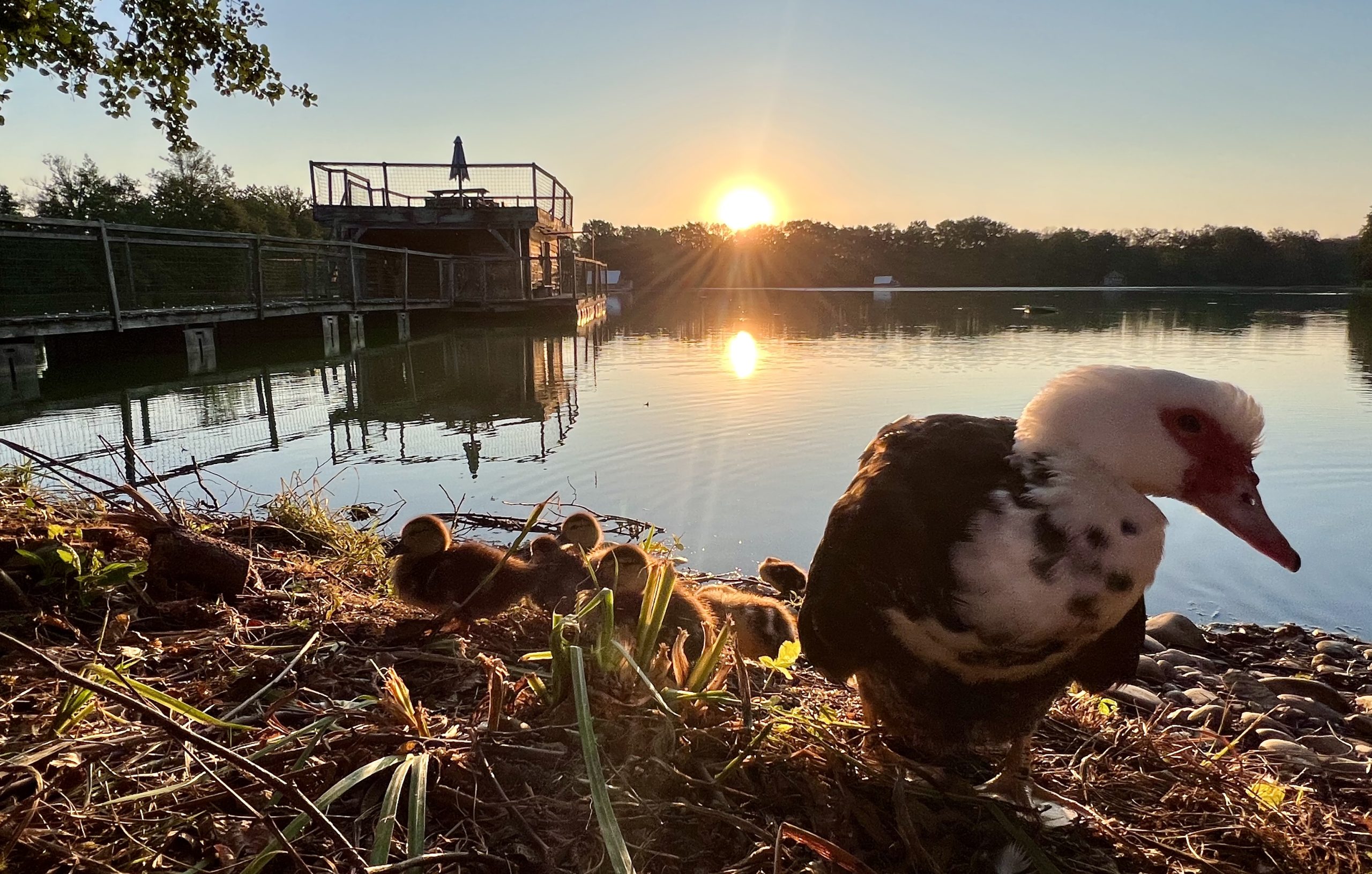prestige + canard barbarie levé de soleil Hébergement insolite en Auvergne-Rhône-Alpes, canard près dun lac au coucher de soleil.