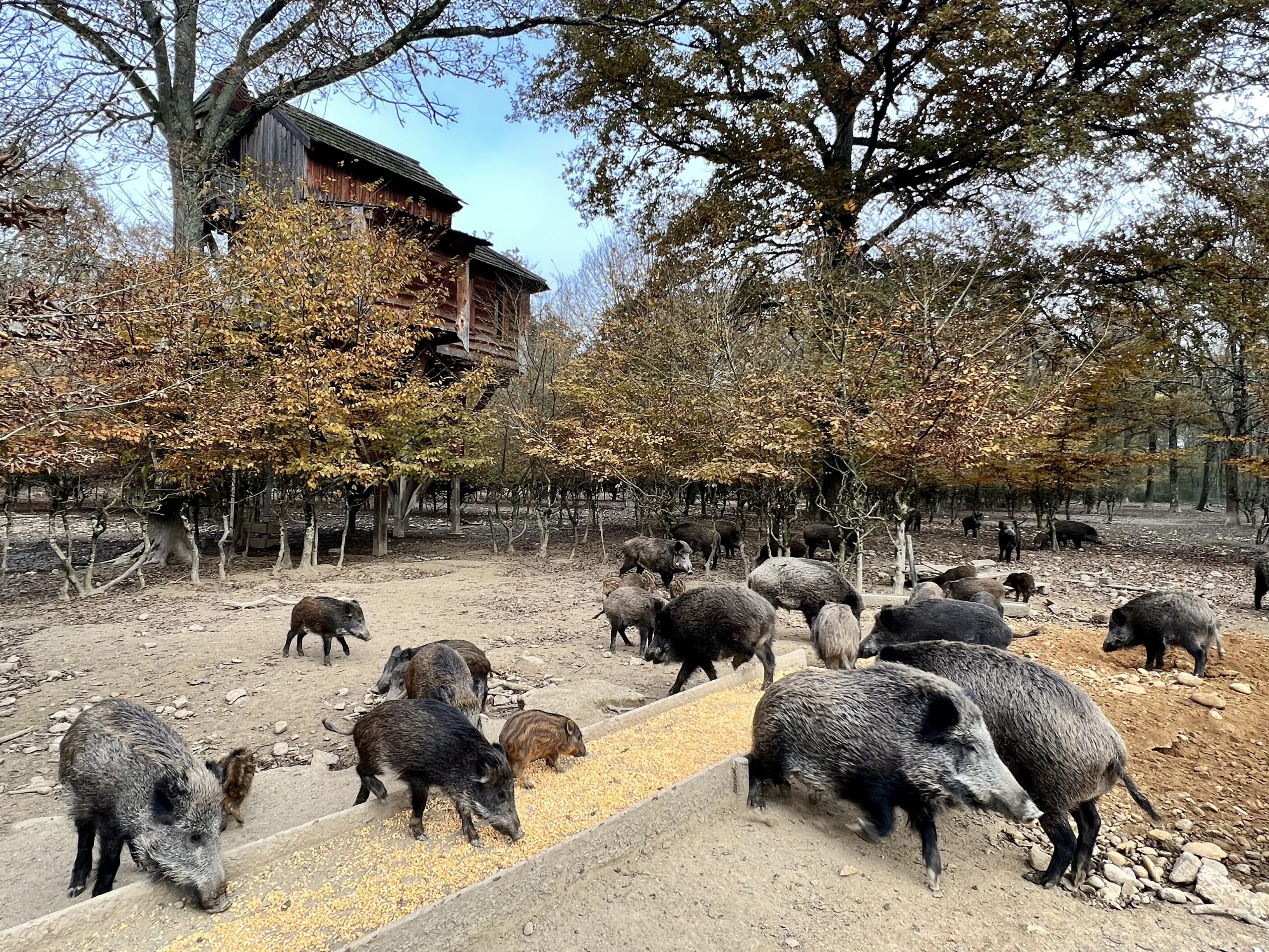 Chenes avec animaux dessous Cabane perchée en bois entourée de sangliers dans un cadre forestier en Auvergne.