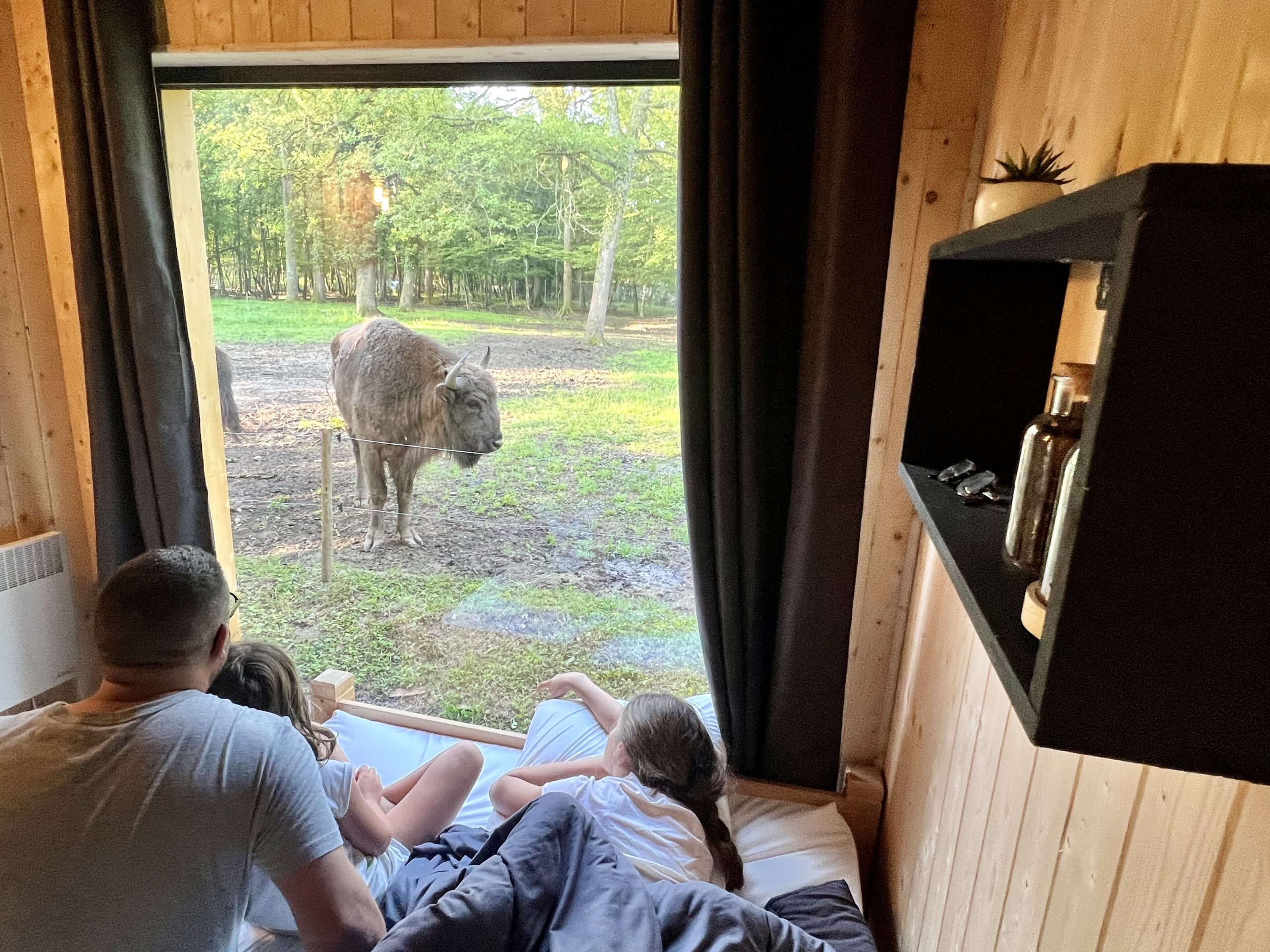 Clairière famille devant bison 2 Cabane en bois avec vue sur un animal dans la nature, ambiance chaleureuse et familiale.