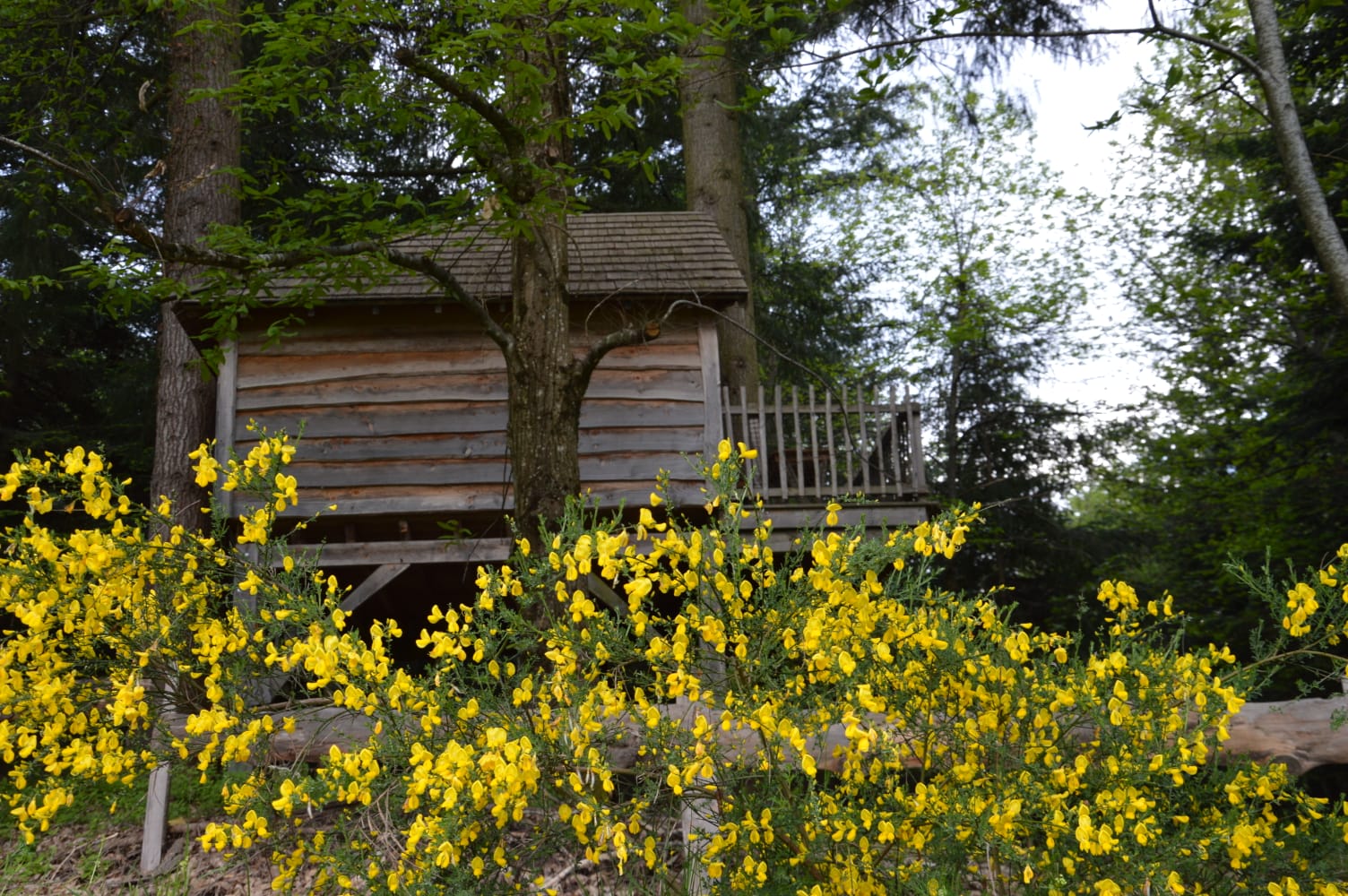 IMG-20240520-WA0003 Cabane perchée en bois entourée de fleurs jaunes dans la forêt dAuvergne-Rhône-Alpes.