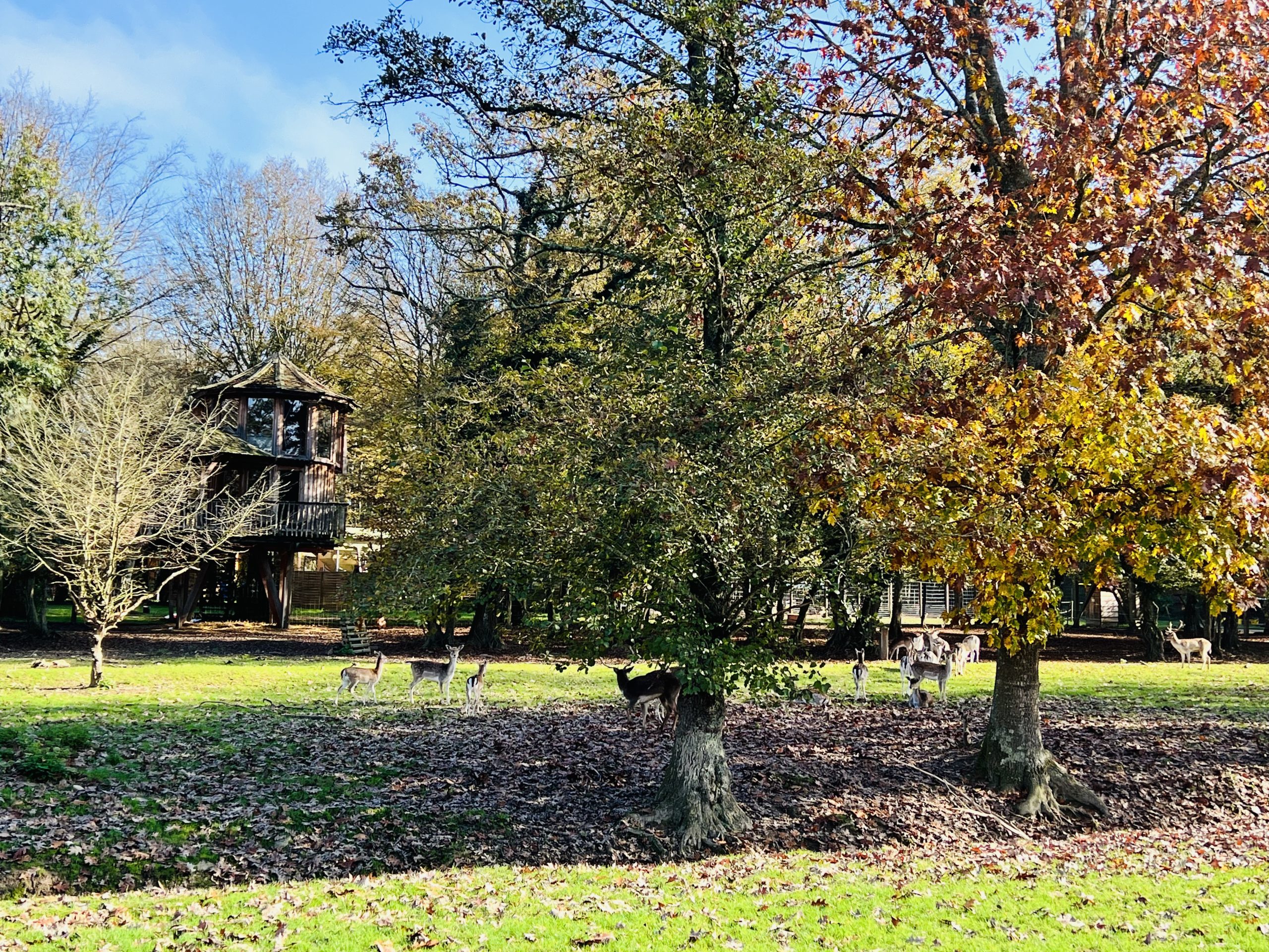 Pigeo depuis le parc automne Cabane dans les arbres en Auvergne-Rhône-Alpes, entourée de cerfs et de feuillage coloré.