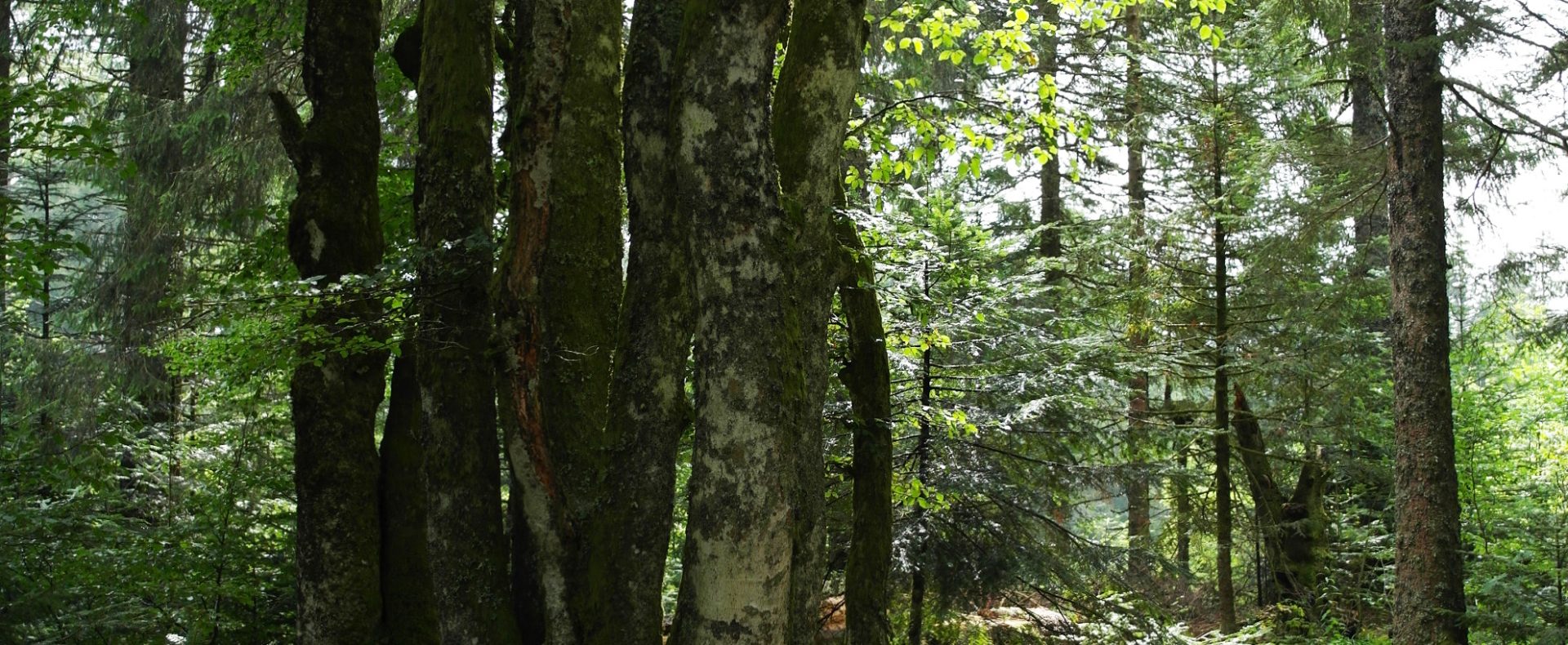 Hébergement en pleine nature, chalet en bois entouré darbres majestueux.