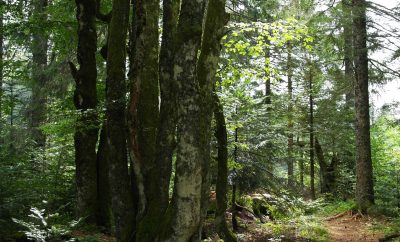 Hébergement en pleine nature, chalet en bois entouré darbres majestueux.