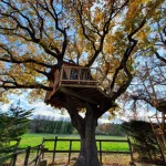 Cabane dans un arbre, perchée au milieu des feuilles dorées et dun paysage verdoyant.