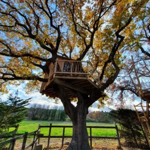 Cabane dans un arbre, perchée au milieu des feuilles dorées et dun paysage verdoyant.