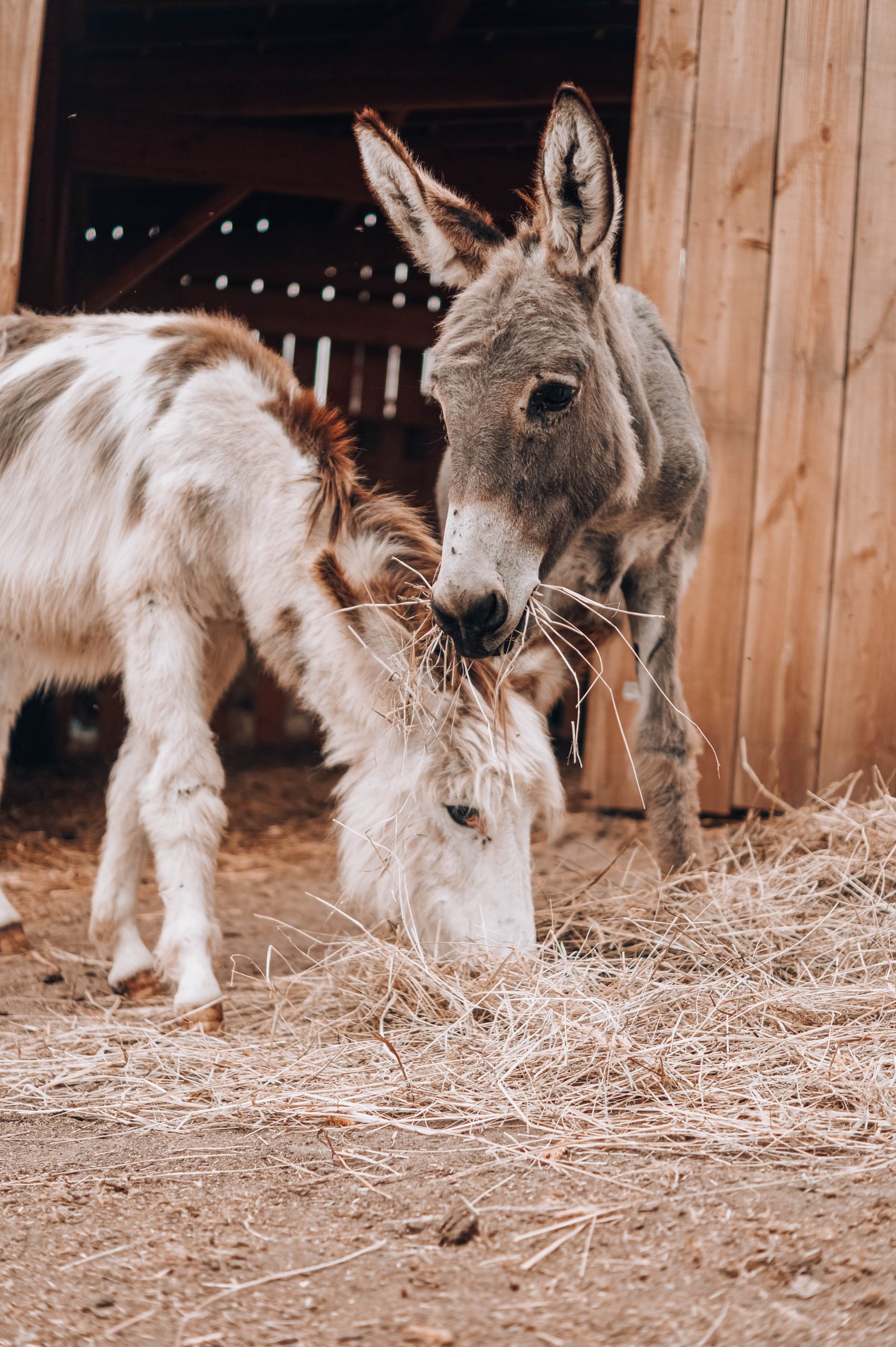 donkeys Hébergement insolite en Nouvelle-Aquitaine : ânes curieux dans une étable en bois.