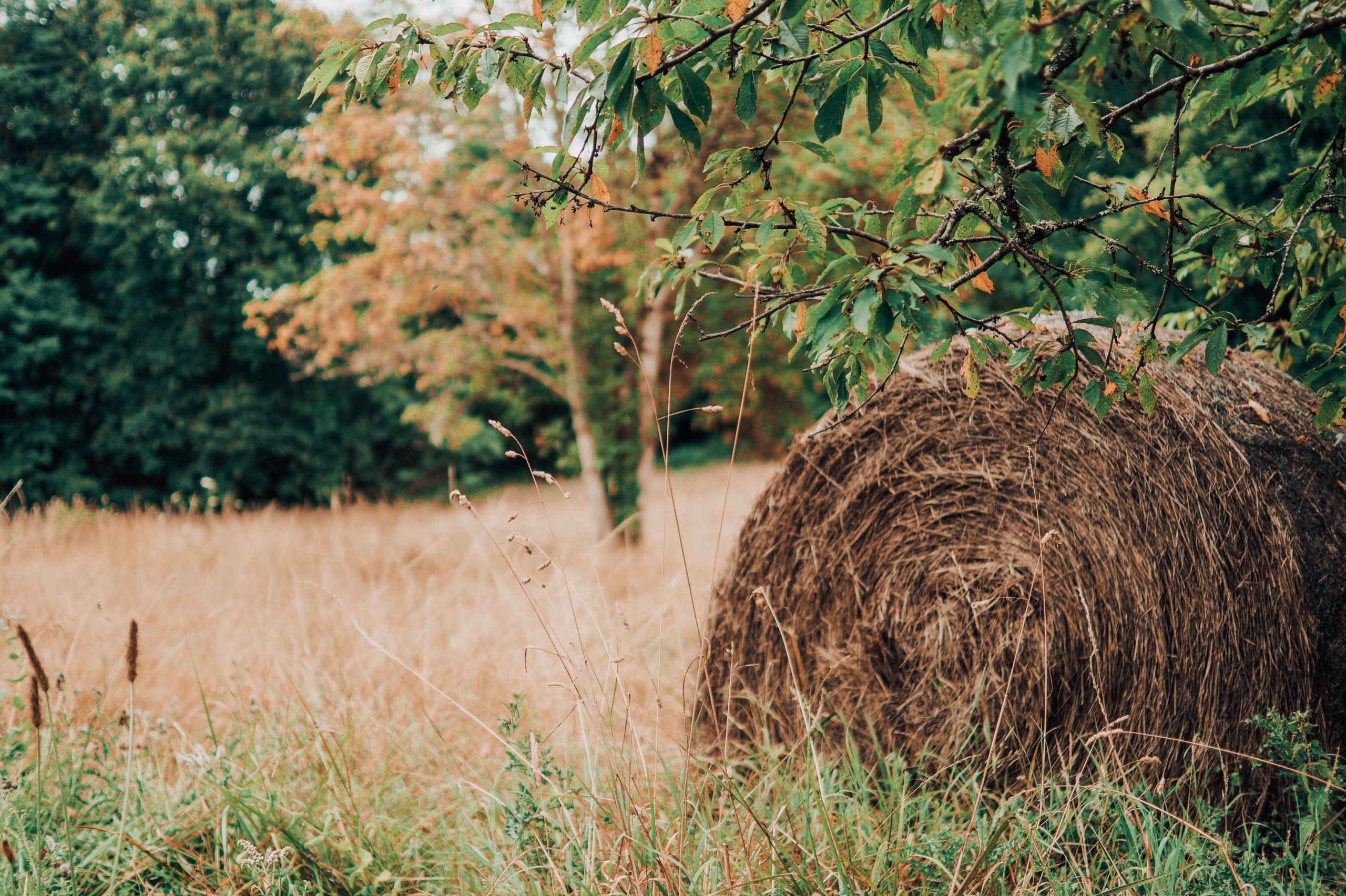 foin Hébergement insolite en roulotte, entouré de champs dorés et de verdure luxuriante.