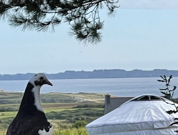 tempImage7MirEz-scaled